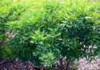2012-03-30-3-Landscape changes Conifer Cove.jpg